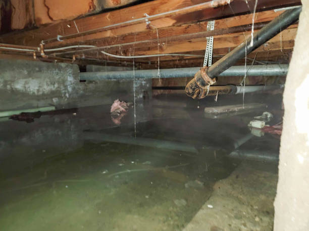 Best 24/7 water damage repair  in Keokea, HI